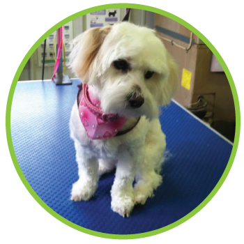 Bellyrubs Doggie Daycare & Boarding LLC