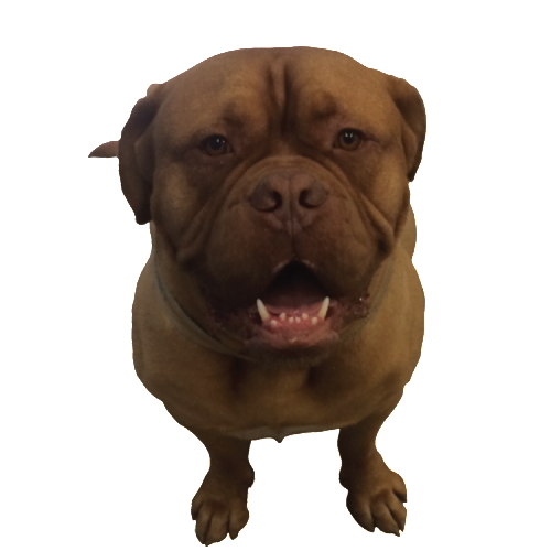 Bellyrubs Doggie Daycare & Boarding LLC