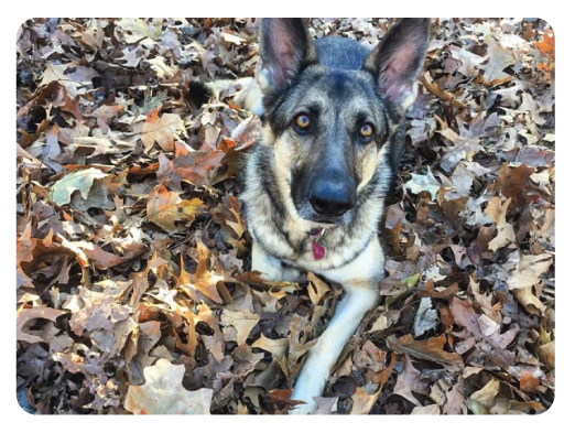 Bellyrubs Doggie Daycare & Boarding LLC
