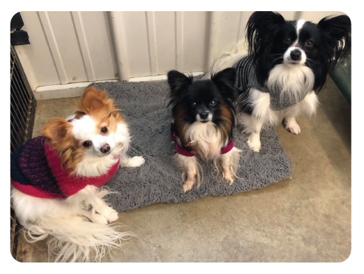 Bellyrubs Doggie Daycare & Boarding LLC