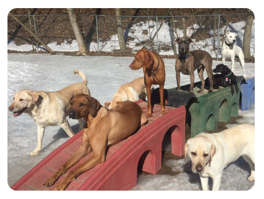 Bellyrubs Doggie Daycare & Boarding LLC